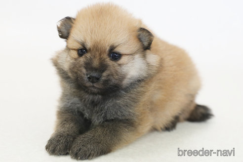 成約済の神奈川県のポメラニアン-374492の2枚目